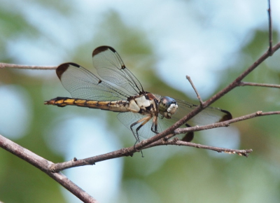 [Front side view of a dragonfly perched in the middle of leafless twigs. She has a yellow body, a white and brown thorax, blue eyes and a white face. There are bands of dark color at the ends of her wings.]
